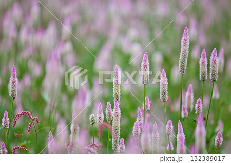 コスモスの季節がきた宮ノ下コスモス広苑 132389017