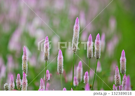 コスモスの季節がきた宮ノ下コスモス広苑 132389018