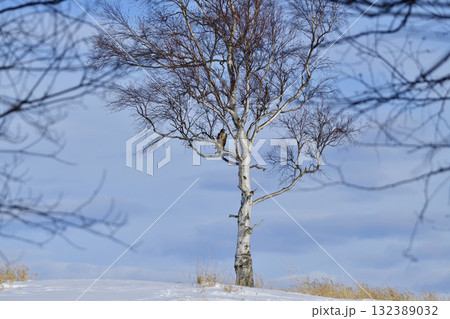 1月ほしかぜの丘スノーシュートレッキング 132389032