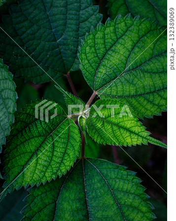 緑の新芽 132389069