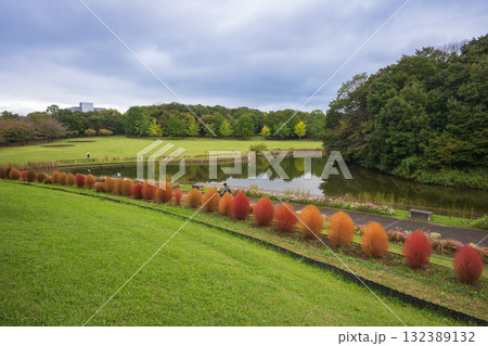 コキア咲く秋の北総花の丘公園 コキア咲く秋の北総花の丘公園 132389132