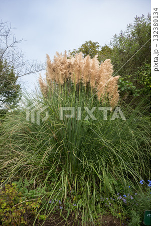 パンパスグラス 132389134