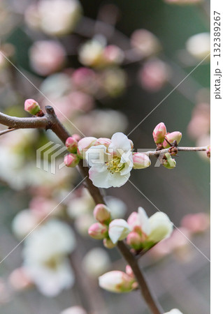 ボケ 花 ボケ 花 132389267