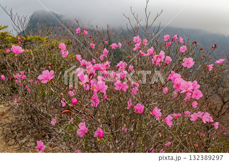 アカヤシオツツジ咲く八丁尾根から見る霧に煙る両神山稜線 132389297