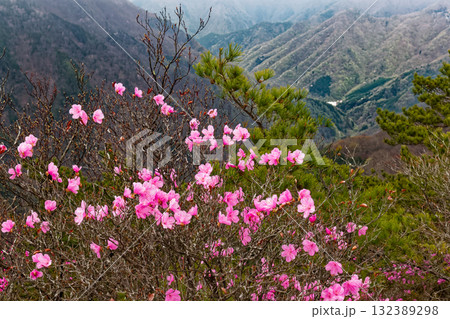 アカヤシオツツジ咲く両神山・八丁尾根から見る新緑の渓谷 アカヤシオツツジ咲く両神山・八丁尾根から見る新緑の渓谷 132389298