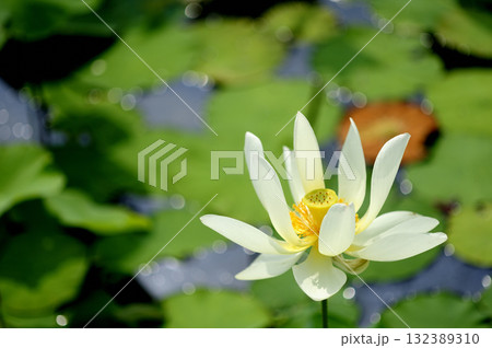 田園でみたハスの花 田園でみたハスの花 132389310