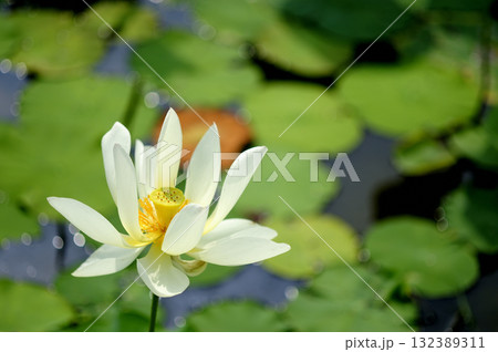 田園でみたハスの花 田園でみたハスの花 132389311