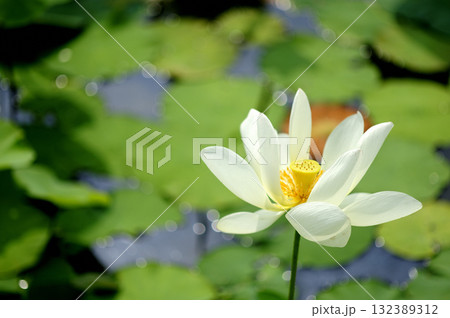 田園でみたハスの花 132389312