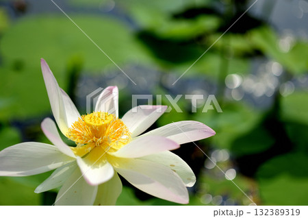 田園でみたハスの花 田園でみたハスの花 132389319