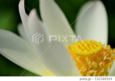 田園でみたハスの花 田園でみたハスの花 132389324