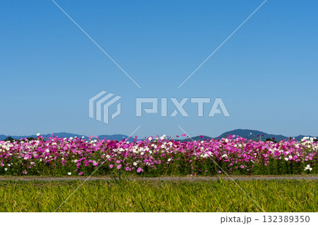 パステルカラーのコスモスと青空のコピースペース 132389350