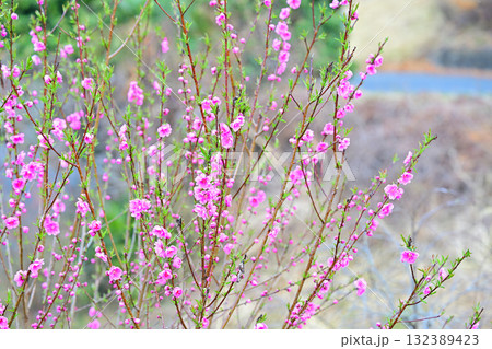 満開の花桃　早春の里山　東秩父村 132389423