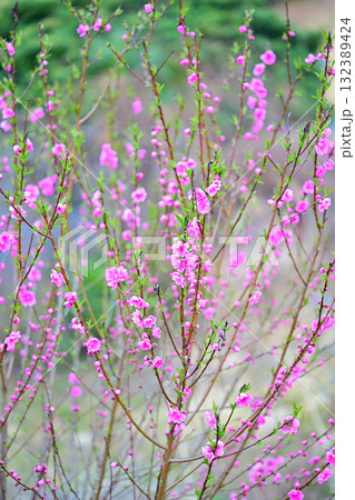 満開の花桃 早春の里山 東秩父村 満開の花桃 早春の里山 東秩父村 132389424