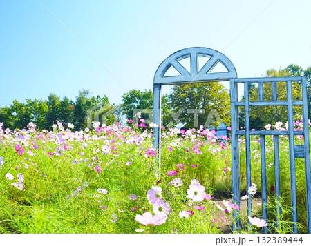 秋の北海道 滝野すずらん丘陵公園コスモス畑 132389444