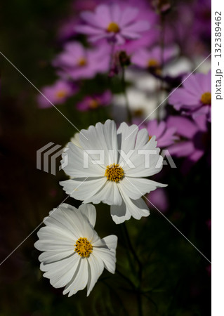 コスモスの花びらのクローズアップ コスモスの花びらのクローズアップ 132389462