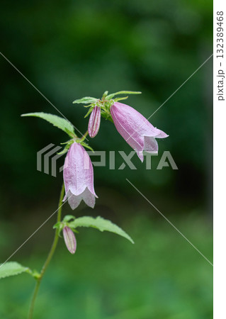 ホタルブクロ 132389468