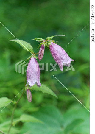 ホタルブクロ ホタルブクロ 132389472