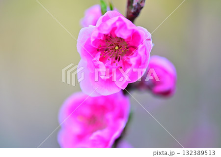 満開の花桃　早春の里山　マクロレンズ撮影　東秩父村 132389513