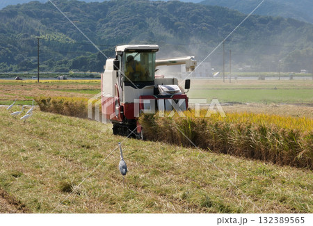 コンバインで稲刈りする風景 132389565