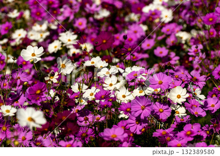 コスモス畑 132389580