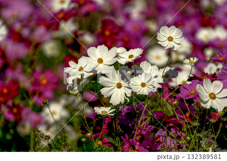 コスモス畑 132389581