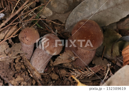 自然　茸　ウラグロニガイグチ、九月半ばの雑木林で。広葉樹林から混成林まで様々な林床に出現するそうです 132389619