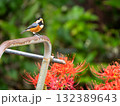 彼岸花とヤマガラ 132389643