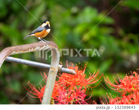 彼岸花とヤマガラ 132389643