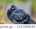 正面を向いた鳩 132389644