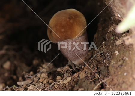 自然　茸　ウラグロニガイグチ、柄が太くどっしりした姿。柄の紫色の点々模様が特徴の一つ 132389661