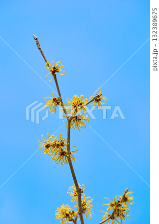 マンサク マンサク 132389675