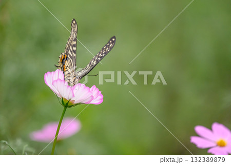 コスモスの蜜を吸うアゲハ蝶 132389879