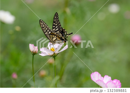 コスモスの蜜を吸うアゲハ蝶 132389881