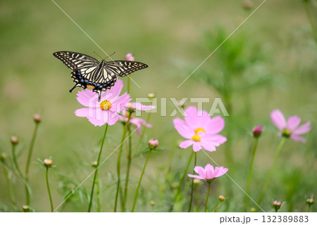 飛翔するアゲハ蝶 飛翔するアゲハ蝶 132389883