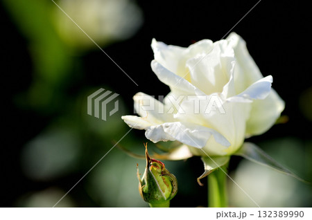 バラ園でみた花 バラ園でみた花 132389990