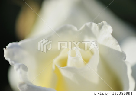 バラ園でみた花 バラ園でみた花 132389991