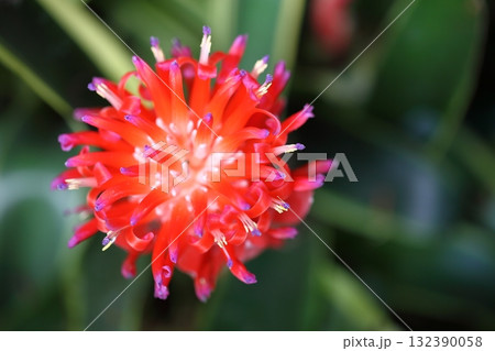 ベニフデツツアナナスの花 ベニフデツツアナナスの花 132390058