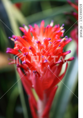 ベニフデツツアナナスの花 132390059