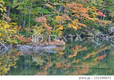 秋の紅葉の蔦沼の風景 132390072