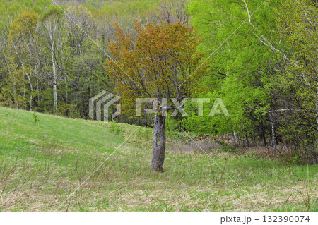 5月ほしかぜの丘樹洞の桜 132390074