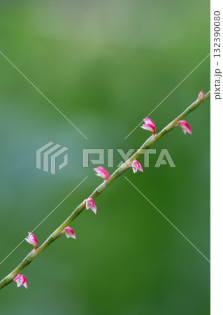 みずひき　花 132390080