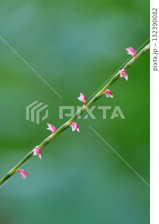 みずひき　花 132390082