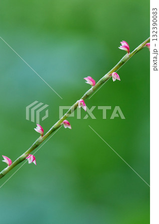 みずひき 花 みずひき 花 132390083