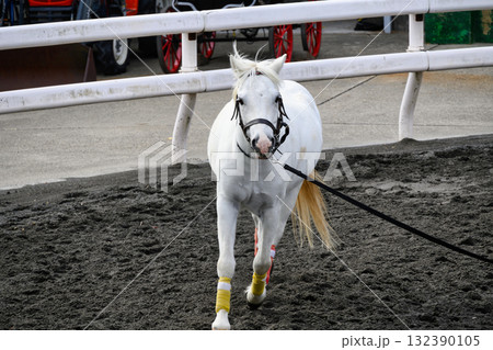 東京都江戸川区　篠崎ポニーランド　ポニー 132390105