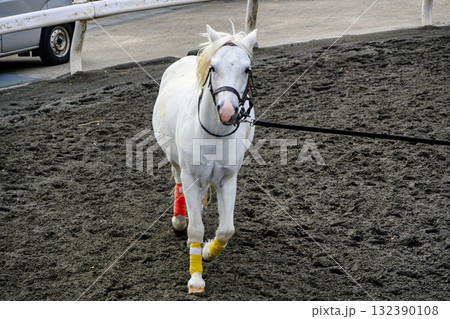 東京都江戸川区　篠崎ポニーランド　ポニー 132390108