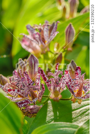秋の花 ホトトギス 秋の花 ホトトギス 132390210