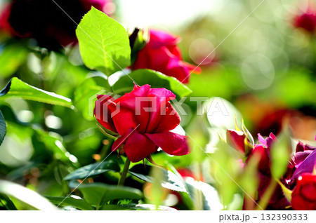 バラ園でみた花 132390333