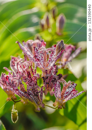 秋の花　ホトトギス 132390440