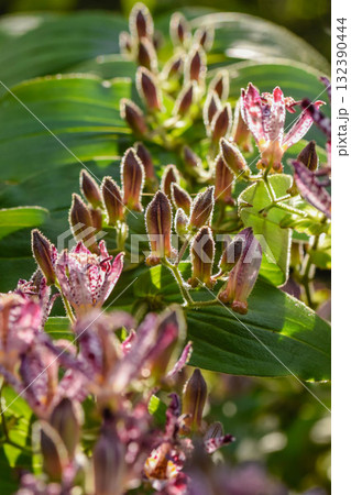 秋の花　ホトトギス 132390444