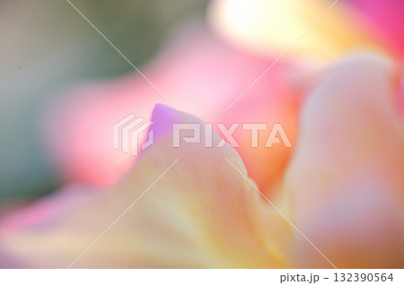 薔薇のクローズアップ 132390564